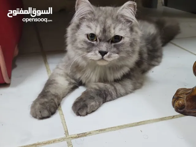 قط شيرازي للتبني