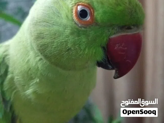 ماشاء الله. ببغاء درة هندي لما تحكي آية من الجمال فانت صادق ومكتر. اليف جدا جدا مستحيل يعض. زق يدوي
