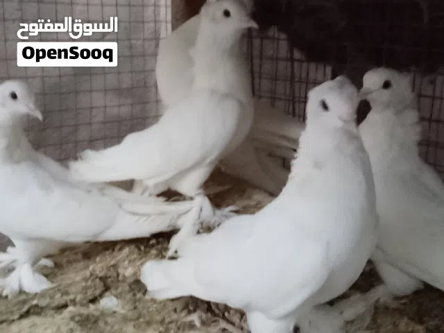 حمام زيراي ابيض