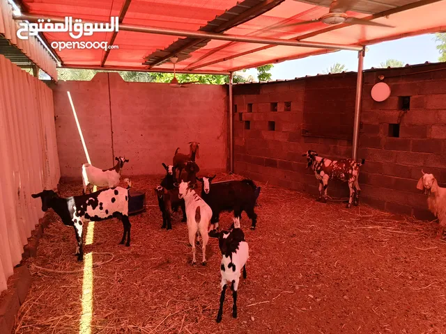 للبيع اغنام
