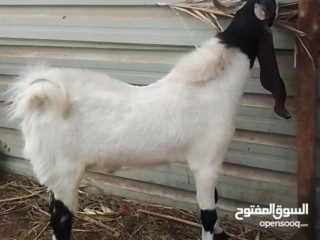 ماعز افغاني