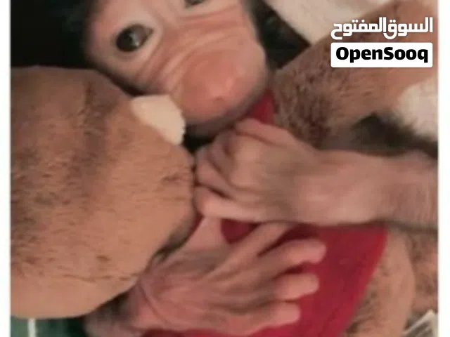 قرده صغيره للبيع