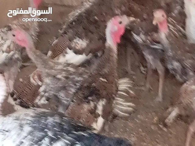 دجاج للبيع