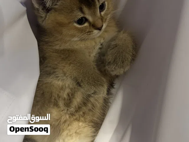 قطه سكوتش ستريت