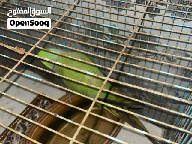 للبيع بغبغاء