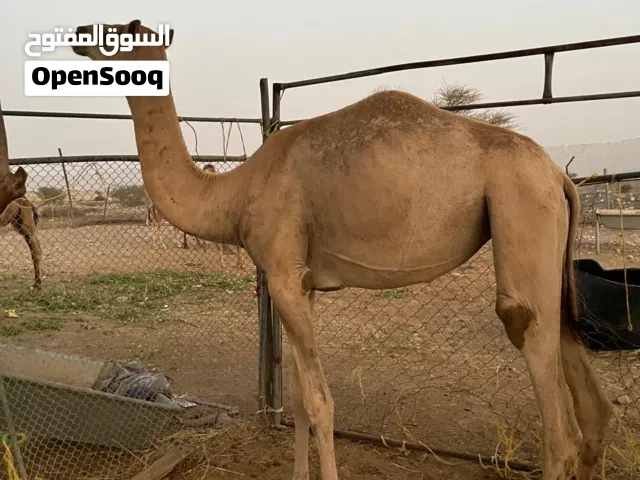 بكرات حجايج  مره هذا اخر سعر الموقع بركاء الفليج