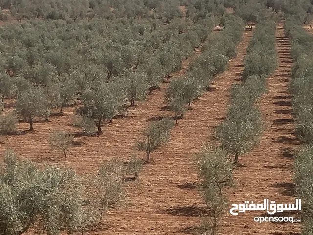 مزرعه جميله في مادبا جبيل