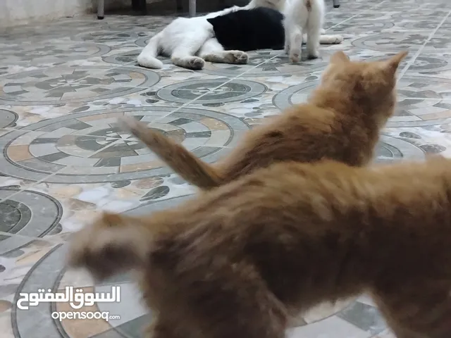 قطط للتبني