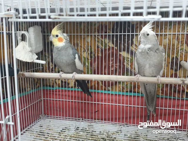 طيور كوكتيل ذكر حبشي وانثى انكليزي مع القفص والبيت