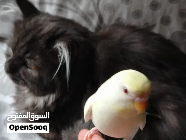 1طفرة لوتينو (Lutino) Grey Yellowface 2 رمادي طفرة الوجه الأصفر Pied Skyblue 3