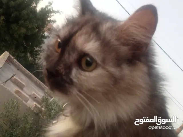 قطة شيرازي للبيع
