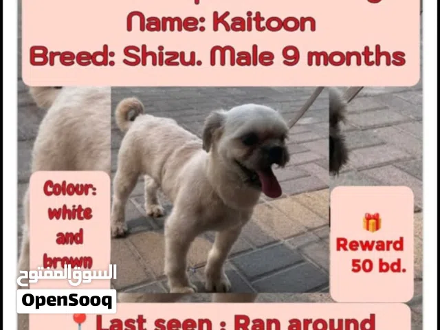 lost dog need back who see this dog hes male 10 months