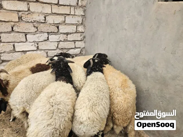 18 كبش للبيع
