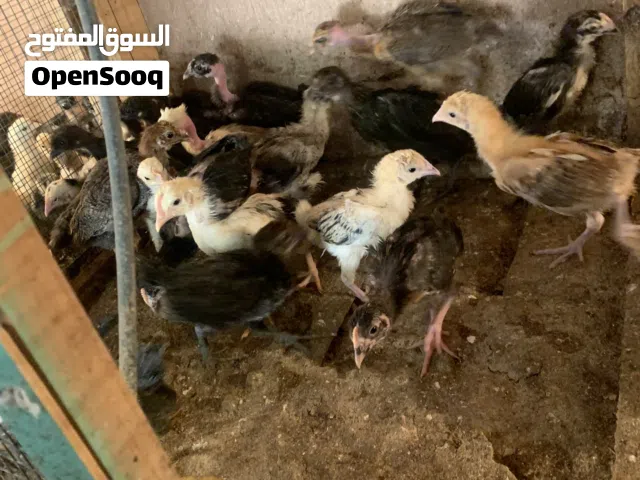 كتكوت عربي