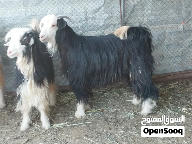 للبيع جديا سمينات فول