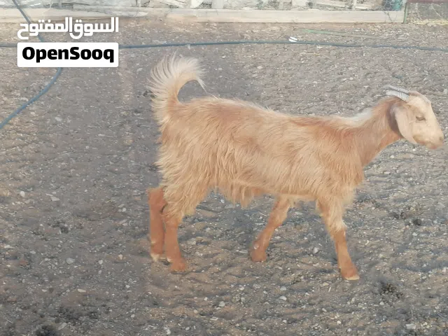 صخله العمر سنتين تقريبا