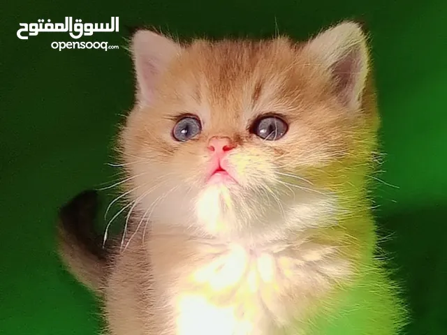 كتن جولدن دبل فولد بريتش سلفر شيدد اعمارهم 50يوم صحه ونضافه