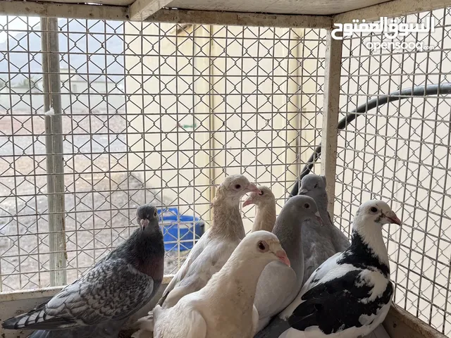 للبيع زواجل الوان