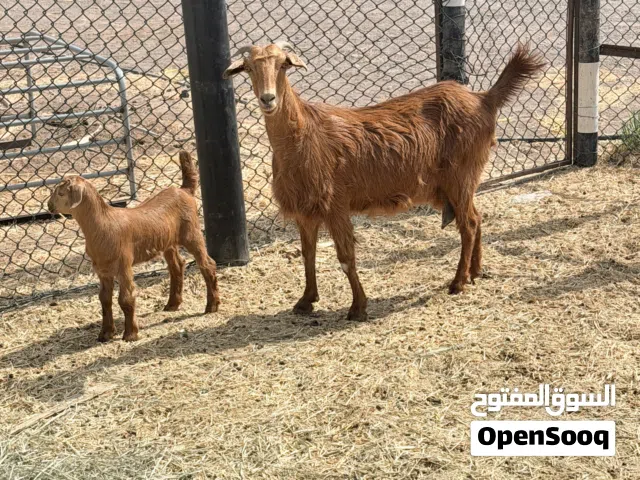 شاة حمراء راهية مع بنتها