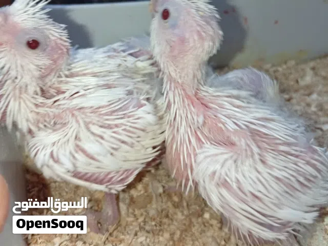 كوكتيل افراخ زق للبيع البينو ابيض عين حمره عراقيات انتاج عراقي اقره الوصف