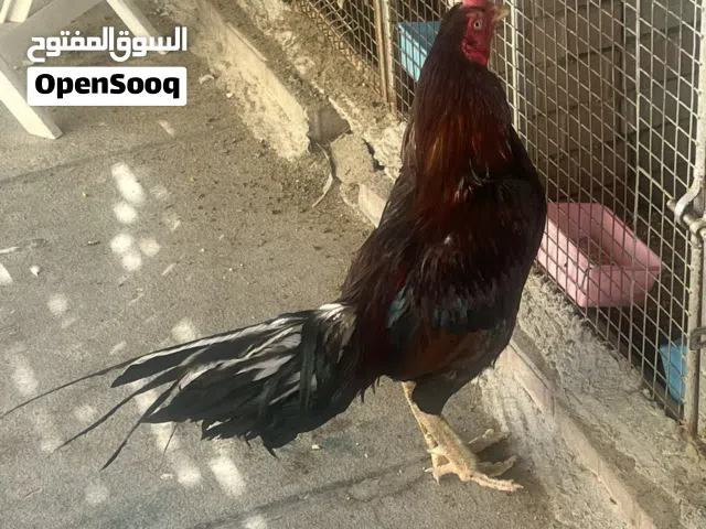 ديك باكستاني سندي اصل