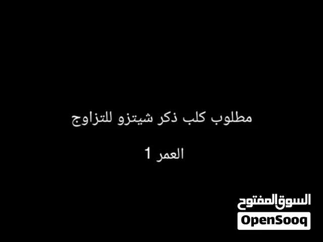 مطلوب كلب ذكر شيتزو للتزاوج العمر 1 سنه