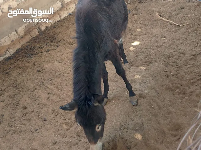 حماره للبيع
