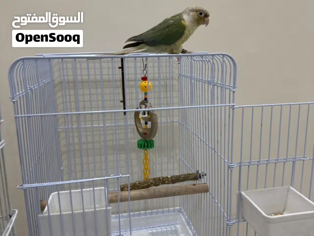 كنيور اناناس