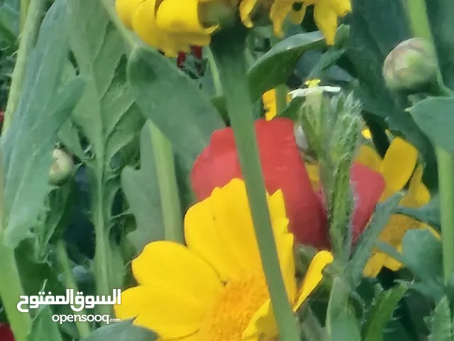 Ahmad khamayseh
