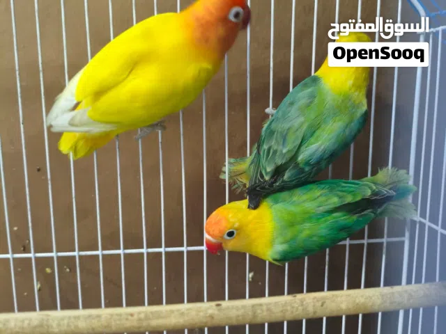 تك غندور شمسي فحل مجرب للانتاج