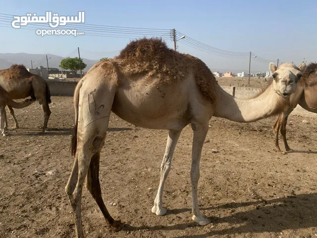 ناقه للبيع