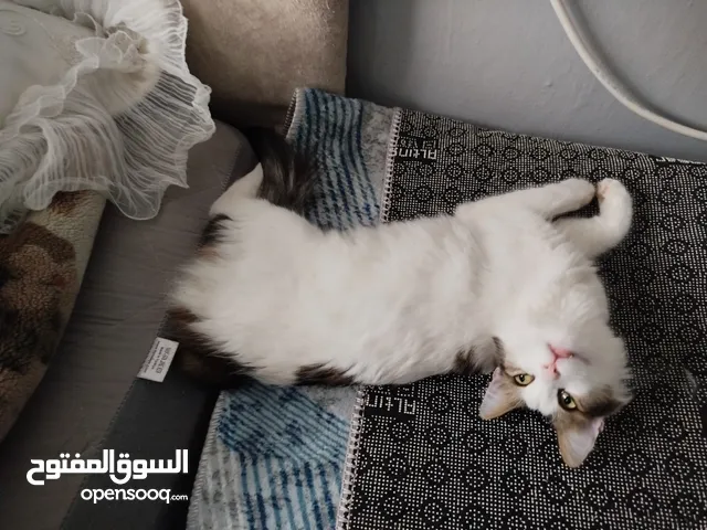 قطة مع اطفالها الأربعة مع أمهم يأكلون ويذهبون إلى الحمام.. وسوف أعود إلى سورية