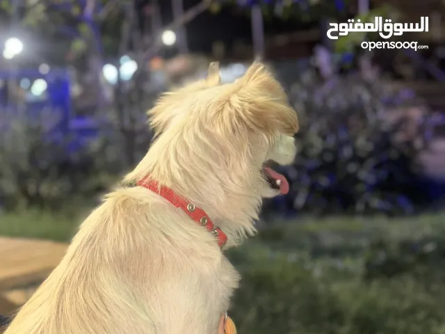 انثايتين للبيع لعوبات وهاديات عمرهن سنه ونص