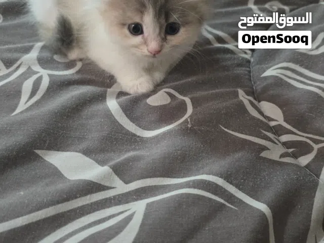 برسوم  بسيطة 500