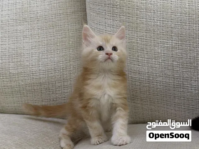 ماين كون Mainecoon
