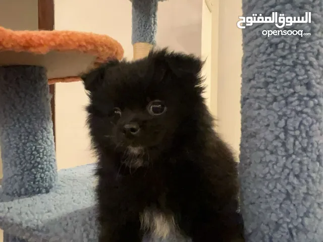 Black Pomeranian mini