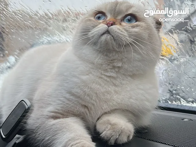 ذكر سكوتش فولد