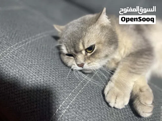 تبني قطه شيرازي