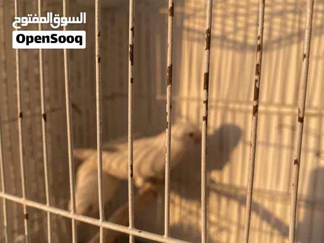 كوبيه بركدلو بينو عين حمرا حجم جامبو  مدحيه 6/ 5مخصبت