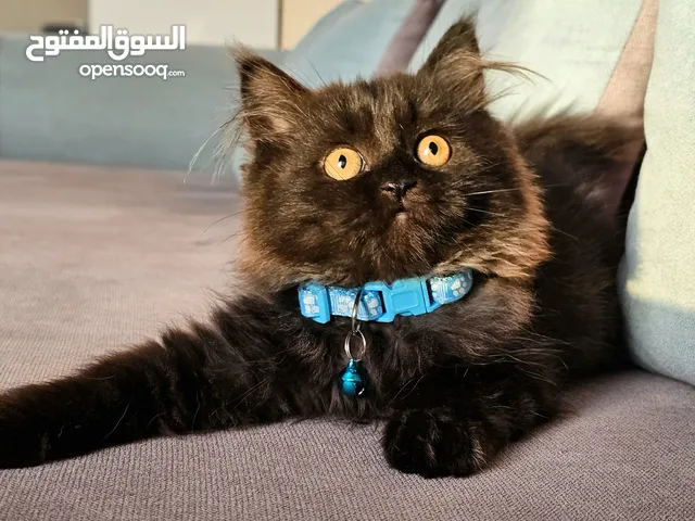 شيرازي لونج هير كامل لون اسود