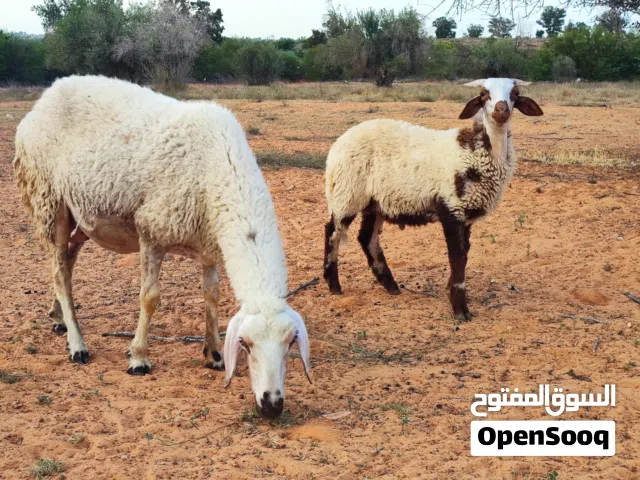 غنم الله يبارك للبيع