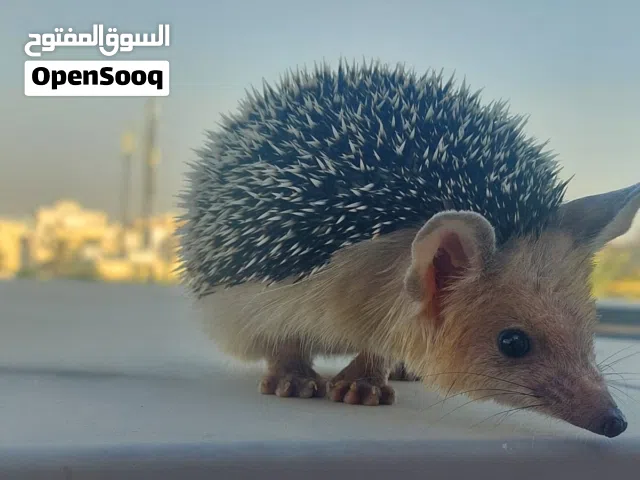 للبيع يوز قنافذ اليفه