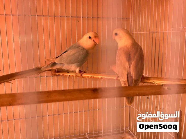 زوج لوفبيرد منتج