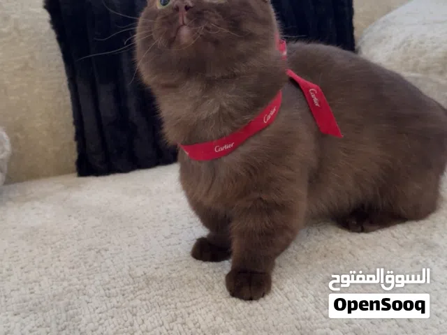 القزم مونجكن جوكليت munchkin نادر