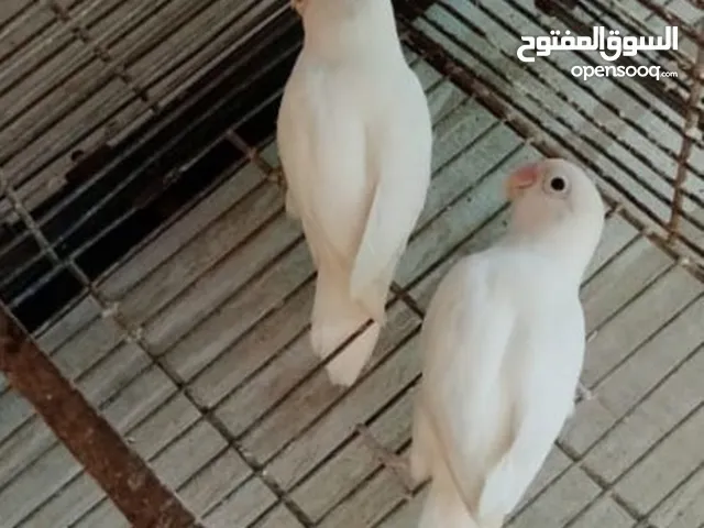 زوج فيشر البينو منتج albino pairfisher