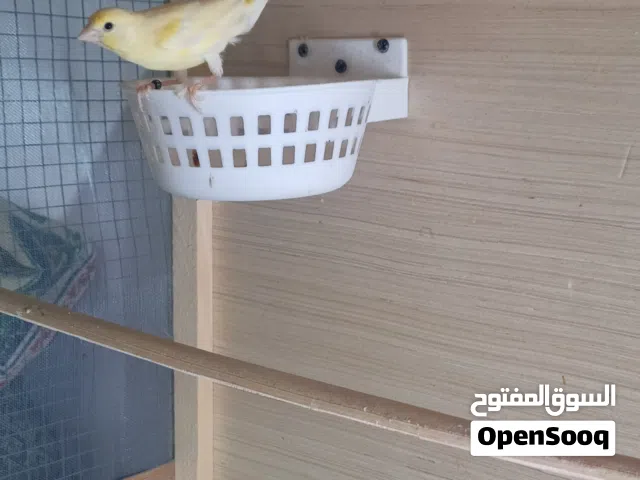 طيور كناري مخاليف ونثيه