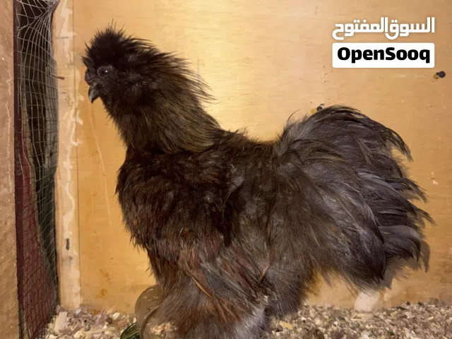 دجاج سلكي عمر 8اشهر ملقح وبياض وصحتهم تخبل