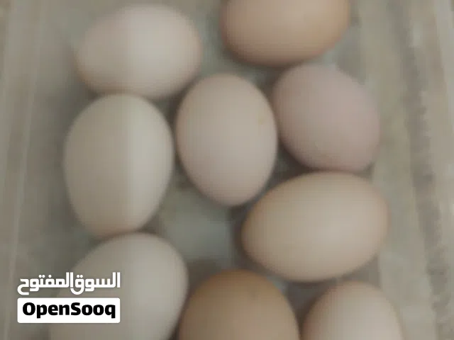 متوفر دحي براهما ربي ايبارك هده صور الأمهات ماشاء الله مخصب ب تجربه مضمون والضامن الله