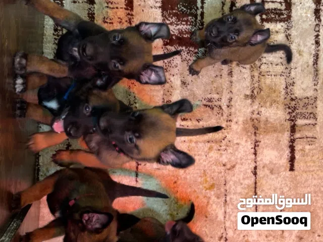 Belgian malinois puppys
