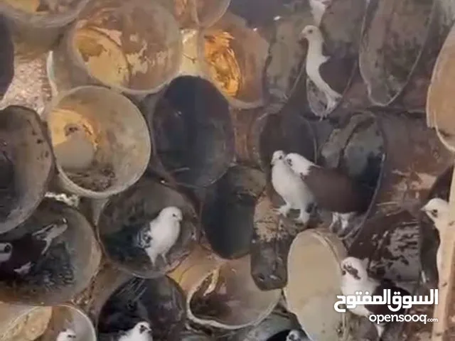 حمام شامي. بربيسي مكتف.